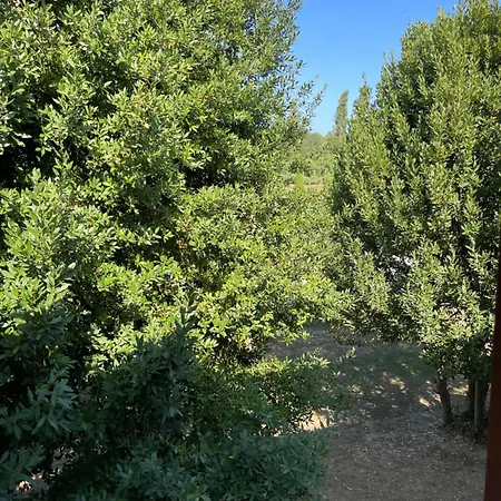 Taverna Dei Guelfi Σενιγκάλια