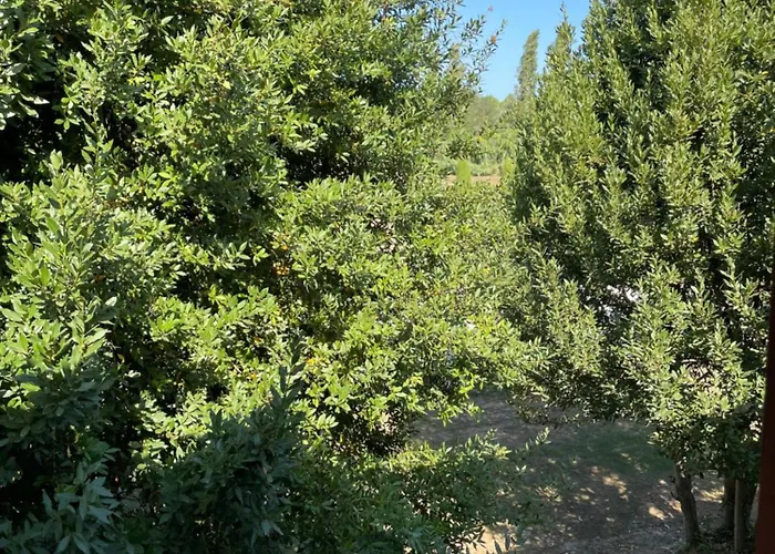 Taverna Dei Guelfi Senigallia